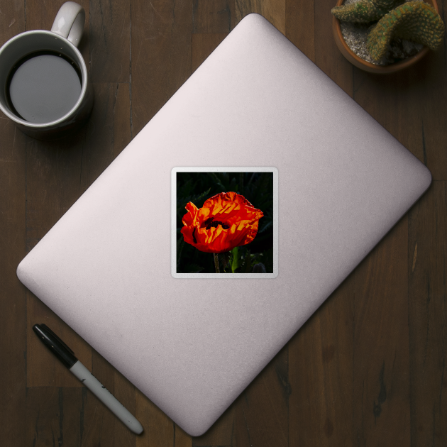 Red poppy blossom highlighted by the morning sunshine by Steves-Pics